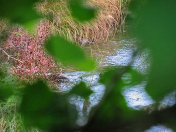 Close-up of grass in water