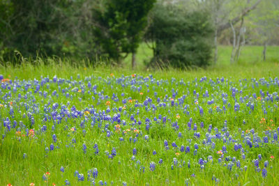 View of flowering plants on field