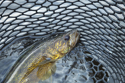 High angle view of fish in water