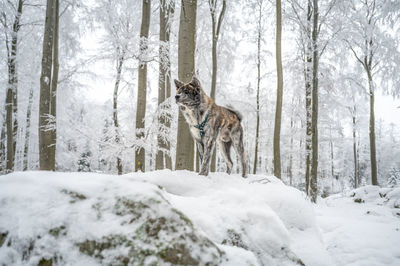 Fox walking on snow covered field