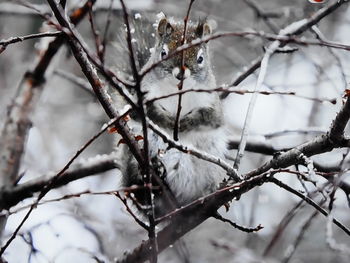 Close-up of snow on tree branch during winter