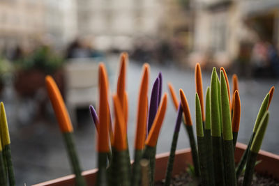 Close-up of orange flowering plants