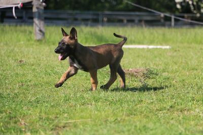 Dog running on grassy field