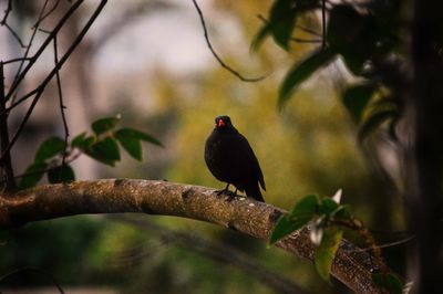 Bird perching on a branch