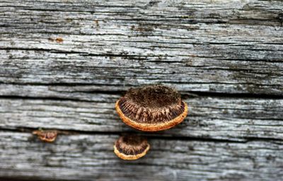 wood