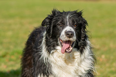 Close-up of dog looking away on field