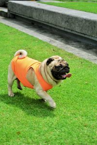 View of a dog on field