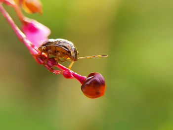 Ladybug leaves and pink flowers