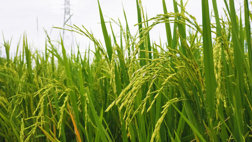 Close-up of wheat growing on field against sky