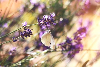 Close-up of purple flowering plant