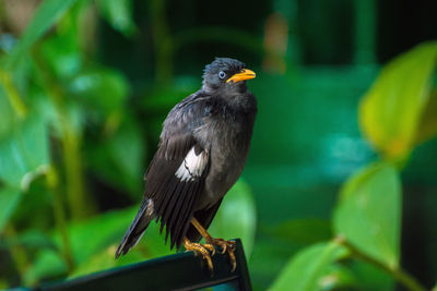 Close-up of bird perching outdoors