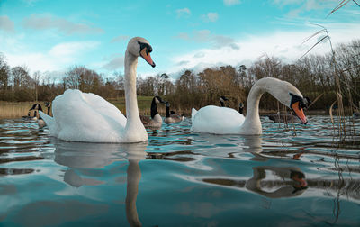 Swans swimming in lake against sky