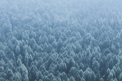 High angle view of pine trees in forest during winter