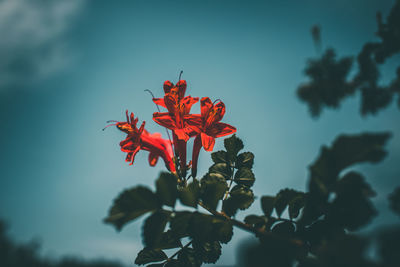 Close-up of red flowering plant against sky