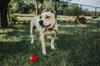 Dog with red ball playing on grassy field