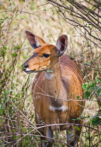 Deer in a field