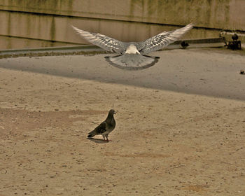 Bird flying over the ground