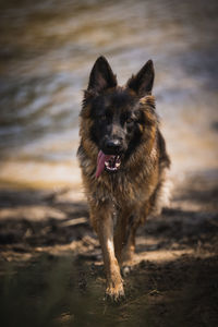 Portrait of dog running on field