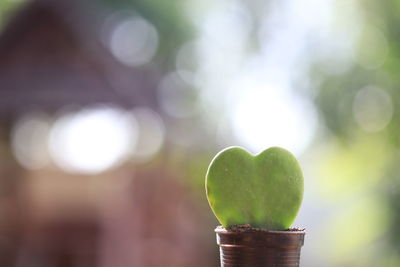 Close-up of heart shape leaf