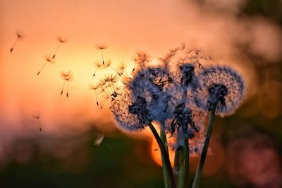 Fluffy dandelions on sunset background in gdynia