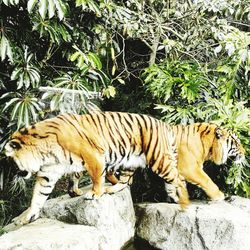 Full length of a cat in zoo