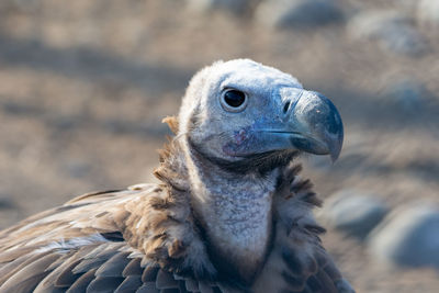 Close-up of a bird