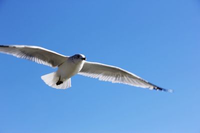 Low angle view of seagull flying against clear blue sky