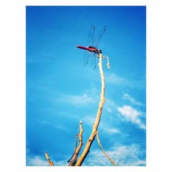 Low angle view of crab against blue sky