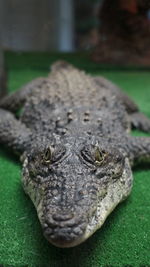 Close-up of crocodile in zoo