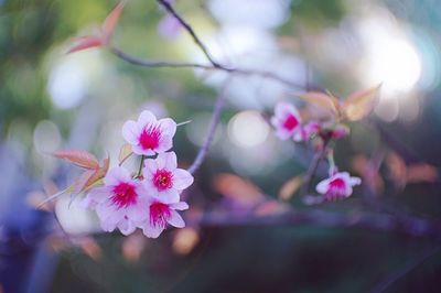 Close-up of pink flowers blooming on tree