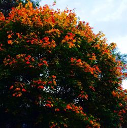 Low angle view of tree against sky