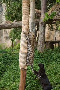 View of a cat on tree trunk in zoo