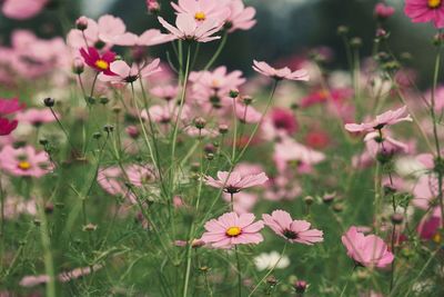 Close-up of pink flowers