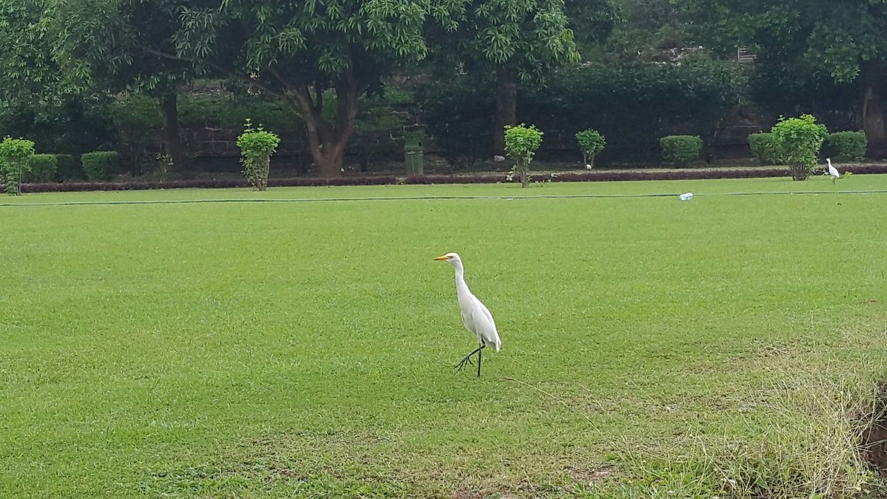 animal themes, grass, bird, animals in the wild, wildlife, one animal, green color, grassy, field, tree, nature, growth, outdoors, plant, day, beauty in nature, duck, full length, no people, sunlight