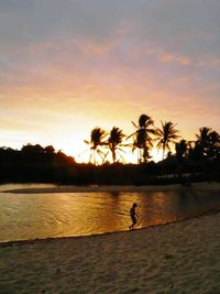 Silhouette of palm trees at sunset