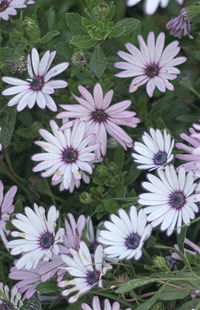 Close-up of purple flowers