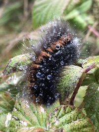 Close-up of insect on plant
