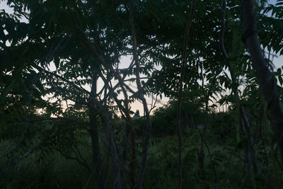 Low angle view of trees in forest