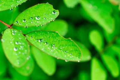 Close-up of wet plant leaves