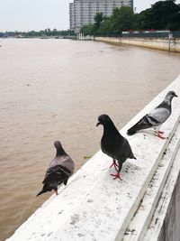 Bird perching on shore