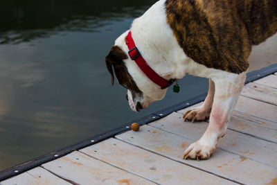 American bulldog standing on pier over lake