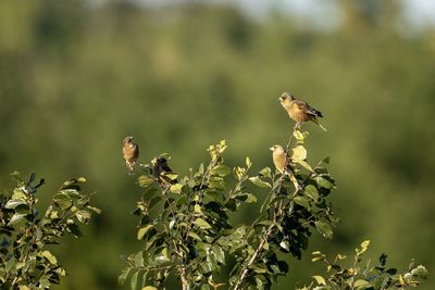 Close-up of bird perching on a plant