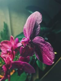 Close-up of pink flowers blooming outdoors