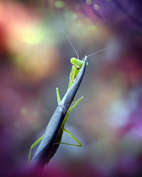 This species of praying mantis is light green, isolated with colorful background.