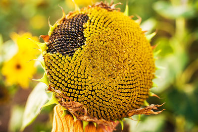 Withered sunflowers. ripened dry sunflowers ready for harvesting