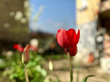Close-up of red tulip