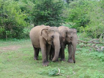 Elephant walking in a forest