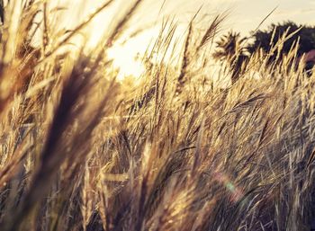 Close-up of wheat growing on field