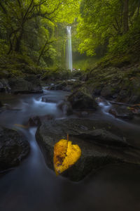 Scenic view of waterfall in forest