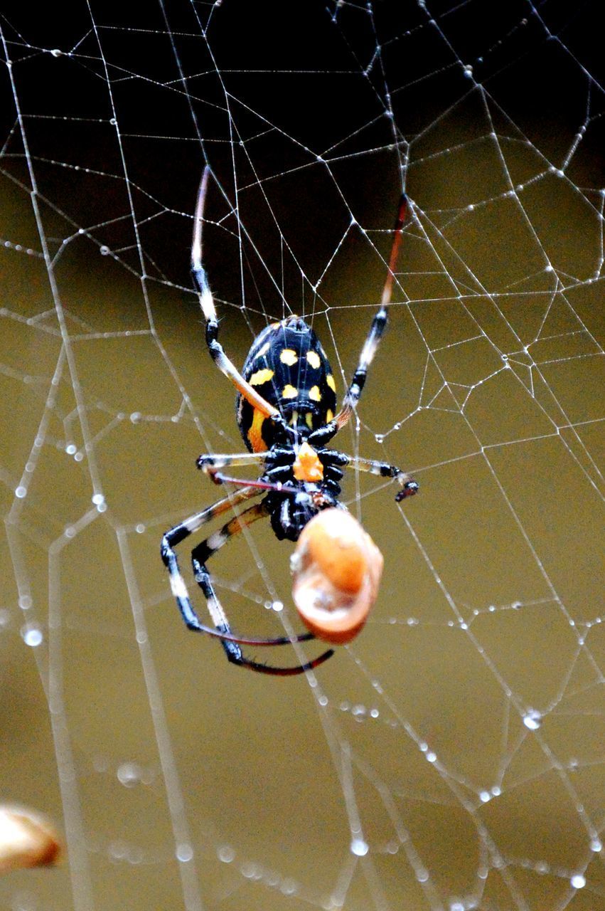 SPIDER ON WEB